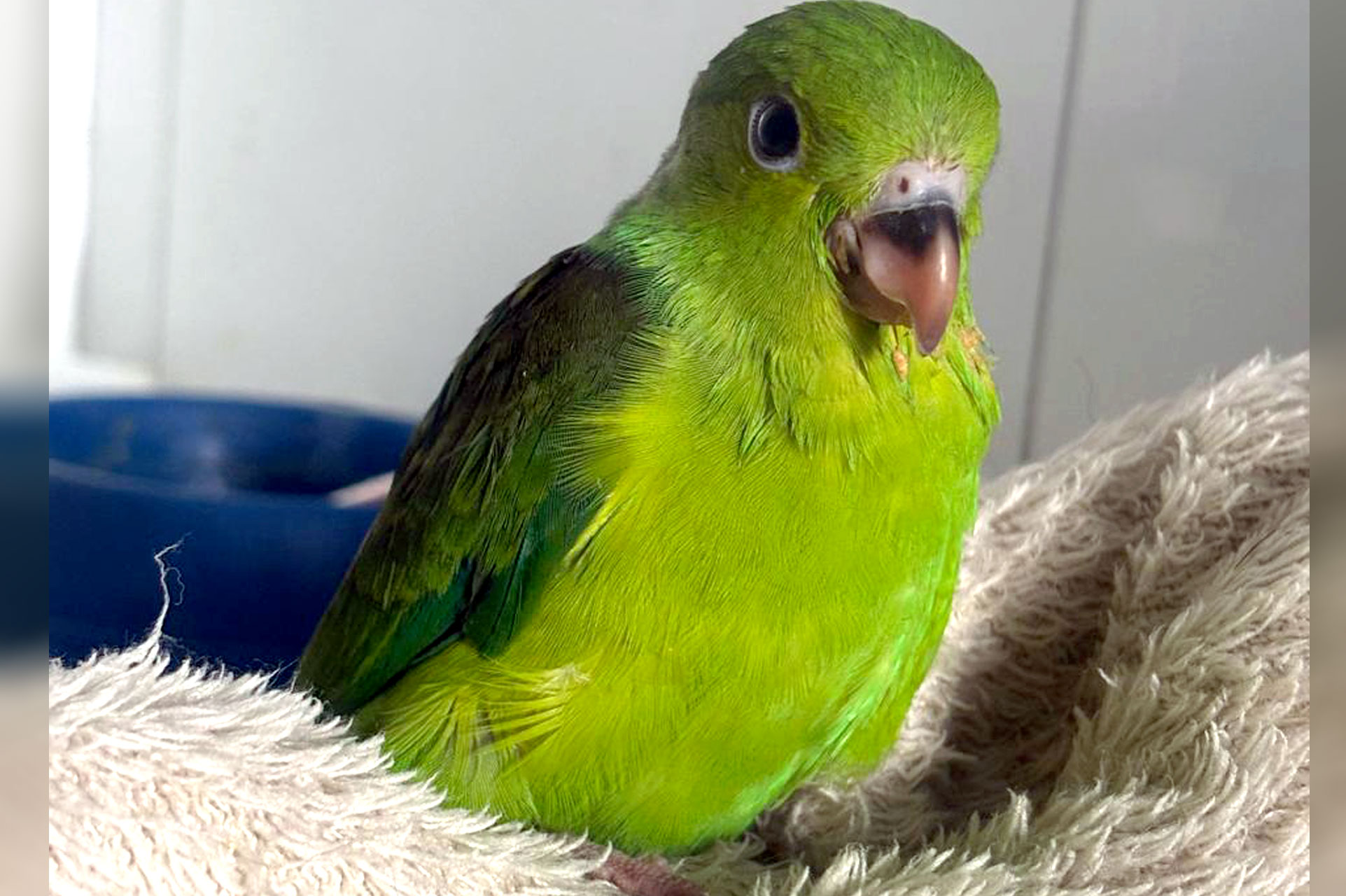 Atendimento veterinário domiciliar para pets em Atibaia